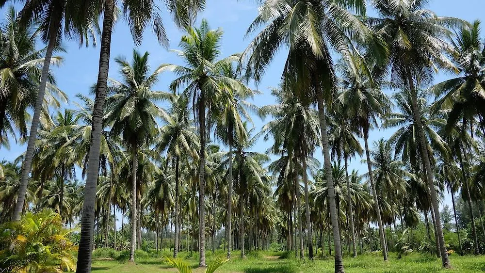 Resort Khao Lak Golden Coconut Hotel
